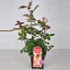 Grootbloemige roos Parfum de Nature (rosa "Beverly"®)