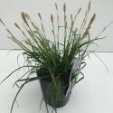 Zegge (Carex oshimensis "Everlime") siergras