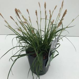 Zegge (Carex oshimensis "Everlime") siergras