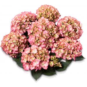 Hydrangea Macrophylla Classic® "Adula Pink"® boerenhortensia