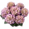 Hydrangea Macrophylla Classic® "Adula Blue"® boerenhortensia