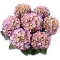 Hydrangea Macrophylla Classic® "Adula Blue"® boerenhortensia