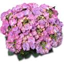 Hydrangea Macrophylla Classic® "Tiffany Blue"® schermhortensia