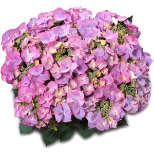 Hydrangea Macrophylla Classic® "Tiffany Blue"® schermhortensia