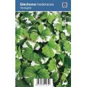 Hondsdraf (glechoma hederacea "Variegata") schaduwplant