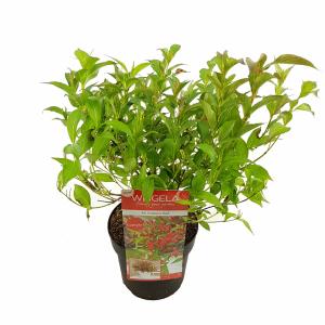 Weigela Florida struik All Summer Red