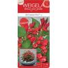 Weigela Florida struik All Summer Red