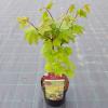 Japanse esdoorn (Acer circinatum "Burgundy Jewel") heester