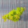 Japanse esdoorn (Acer circinatum "Burgundy Jewel") heester