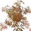 Japanse esdoorn (Acer palmatum "Garnet Tower") heester