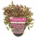 Weigela Florida struik Monet