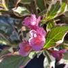 Weigela Florida struik Monet