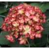 Hydrangea Macrophylla "Charming® Alice Pink"® boerenhortensia