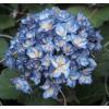 Hydrangea Macrophylla "Charming® Alice Blue"® boerenhortensia