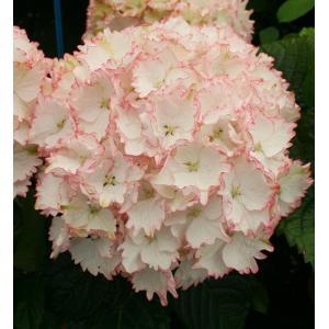 Hydrangea Macrophylla "Charming® Claire Pink"® boerenhortensia