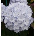 Hydrangea Macrophylla "Charming® Claire Blue"® boerenhortensia