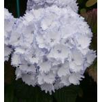 Hydrangea Macrophylla "Charming® Claire Blue"® boerenhortensia