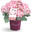 Hydrangea Macrophylla "Charming® Lisa Pink"® boerenhortensia