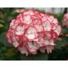 Hydrangea Macrophylla "Charming® Lisa Pink"® boerenhortensia