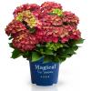 Hydrangea Macrophylla "Magical Ruby Tuesday"® boerenhortensia