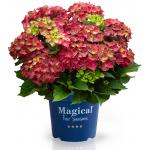 Hydrangea Macrophylla "Magical Ruby Tuesday"® boerenhortensia