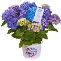 Hydrangea Macrophylla "Diva Fiore Blue"® boerenhortensia