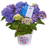 Hydrangea Macrophylla "Diva Fiore Blue"® boerenhortensia