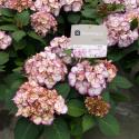 Hydrangea Macrophylla "Kanmara De Beauty Roze"® boerenhortensia