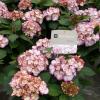 Hydrangea Macrophylla "Kanmara De Beauty Roze"® boerenhortensia