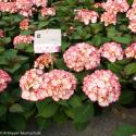 Hydrangea Macrophylla "Kanmara de Beauty Pink"® boerenhortensia