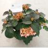 Hydrangea Macrophylla "Kanmara De Beauty Champagne"® boerenhortensia