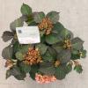 Hydrangea Macrophylla "Kanmara De Beauty Champagne"® boerenhortensia