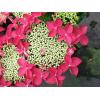 Hydrangea Macrophylla Classic® "Lady In Red"® schermhortensia