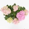 Hydrangea Macrophylla "Double Flowers Pink"® boerenhortensia