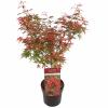 Japanse esdoorn (Acer palmatum "Shaina") heester