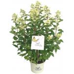 Hydrangea Paniculata "Butterfly"® pluimhortensia