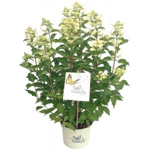 Hydrangea Paniculata "Butterfly"® pluimhortensia