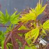 Japanse esdoorn mix (Acer palmatum "Festival") heester