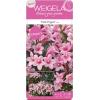 Weigela Florida struik Pink Poppet