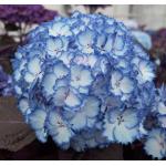 Hydrangea Macrophylla "Charming® Julia Blue"® boerenhortensia