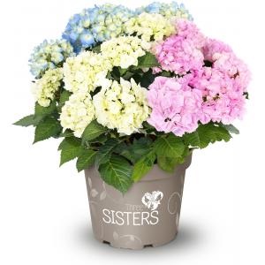 Hydrangea Macrophylla "Three Sisters"® Pastel boerenhortensia