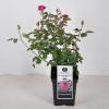 Grootbloemige roos (rosa "Blackberry Nip"®)