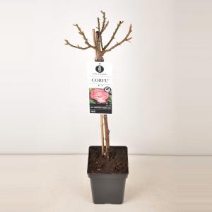 Grootbloemige roos op stam 50 cm (rosa "Corfu"®)