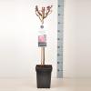 Grootbloemige roos op stam 50 cm (rosa "Mauritius"®) 