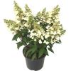 Hydrangea Paniculata "Magical Vesuvio"® pluimhortensia