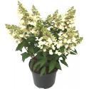 Hydrangea Paniculata "Magical Vesuvio"® pluimhortensia