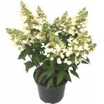 Hydrangea Paniculata "Magical Vesuvio"® pluimhortensia