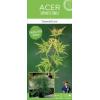 Japanse esdoorn (Acer palmatum "Emerald Lace") heester