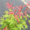 Japanse esdoorn (Acer palmatum "Phoenix") heester