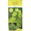 Japanse esdoorn (Acer shirasawanum "Jordan") heester